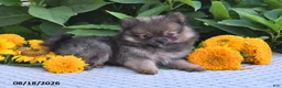 Pomeranian dogs for sale: Misty - Ad 3