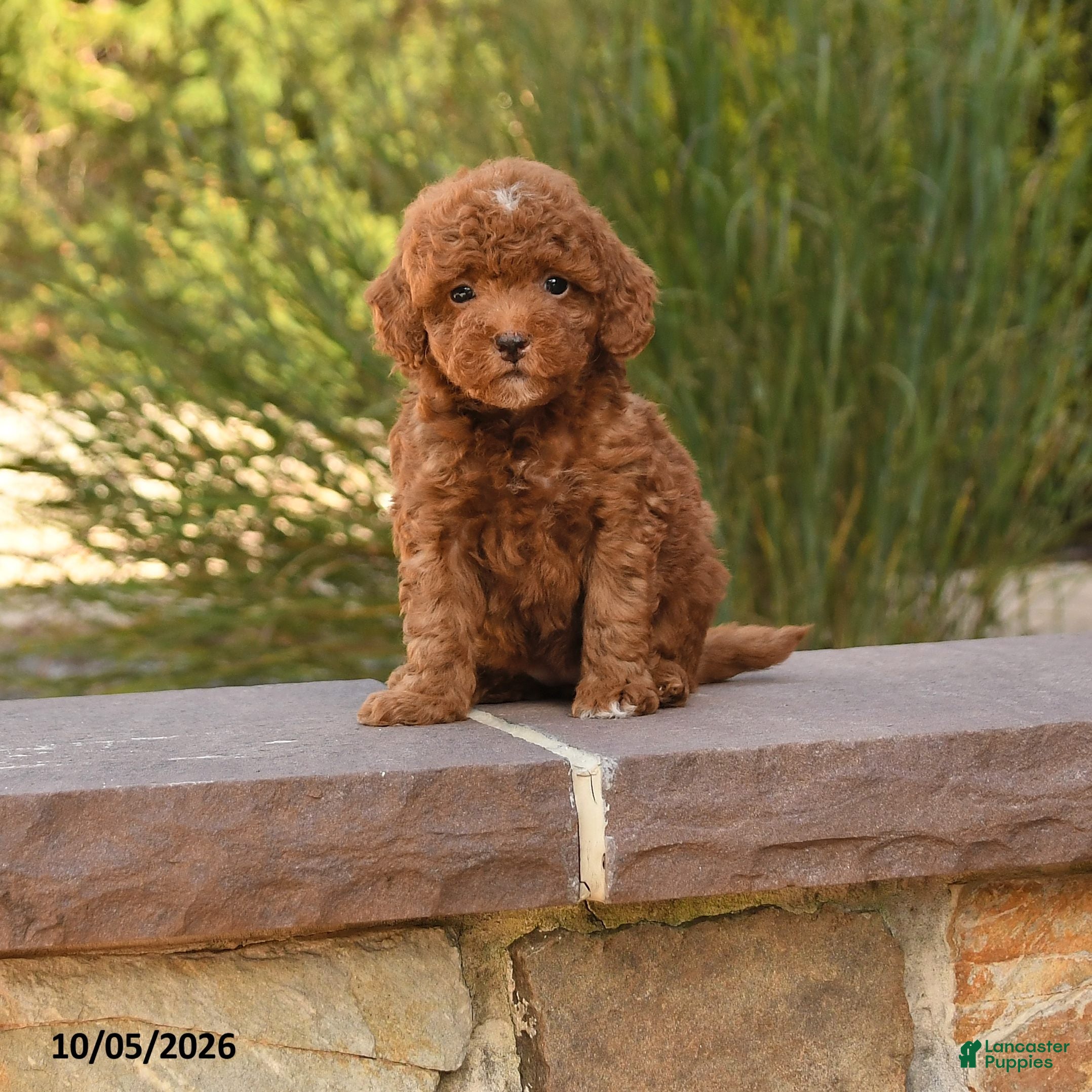 Cockapoo dogs Royal - Ad 1
