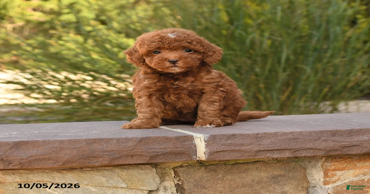 Cockapoo Puppies for sale in Pennsylvania | Lancaster Puppies
