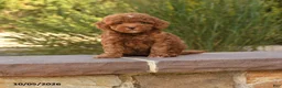 Cockapoo dogs for sale: Royal - Ad 1