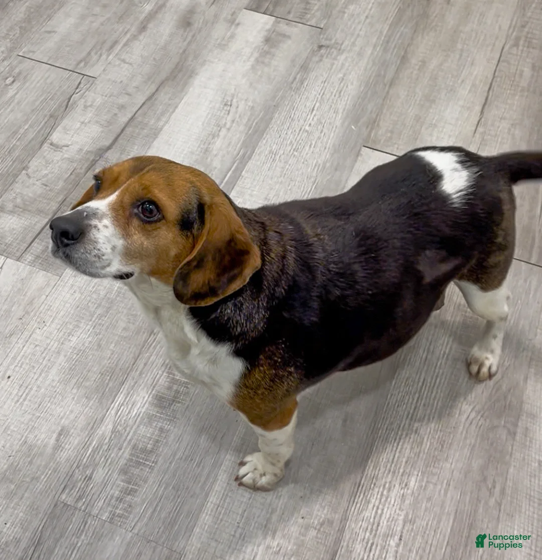 Mixed Breed dogs for sale: Gia - Ad 8