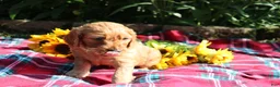 Mixed Breed dogs for sale: Simon- Irish Goldendoodle  - Ad 5