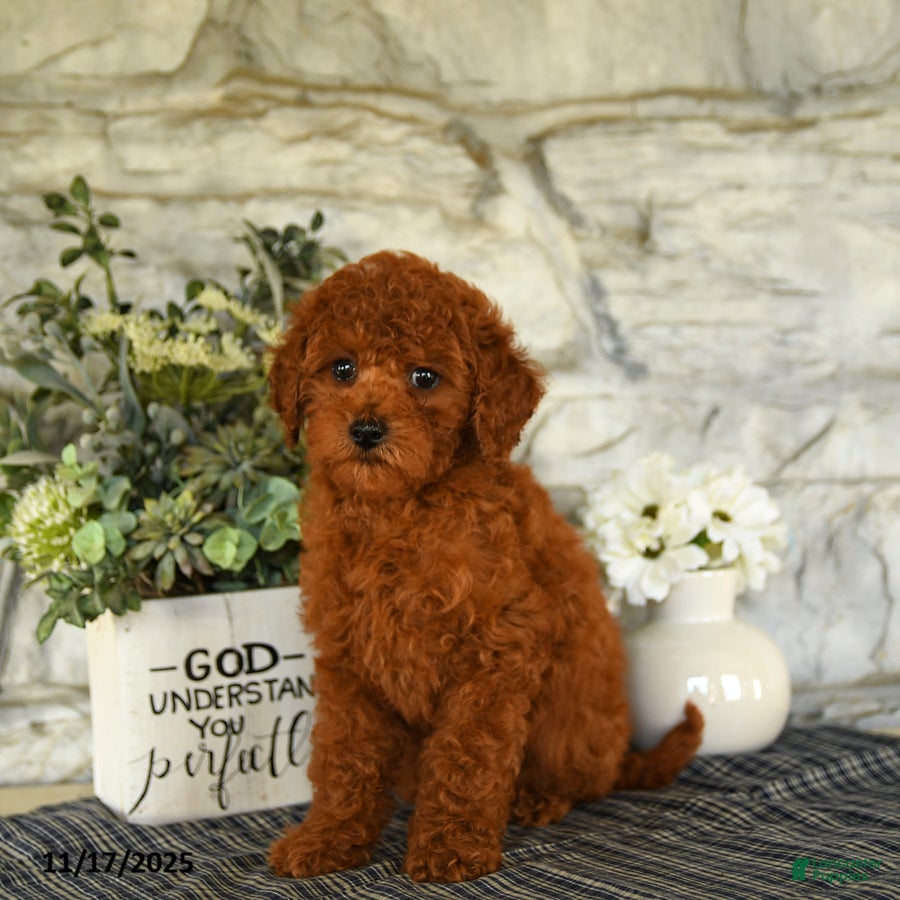 Miniature Poodle dogs Ozzie - Ad 31