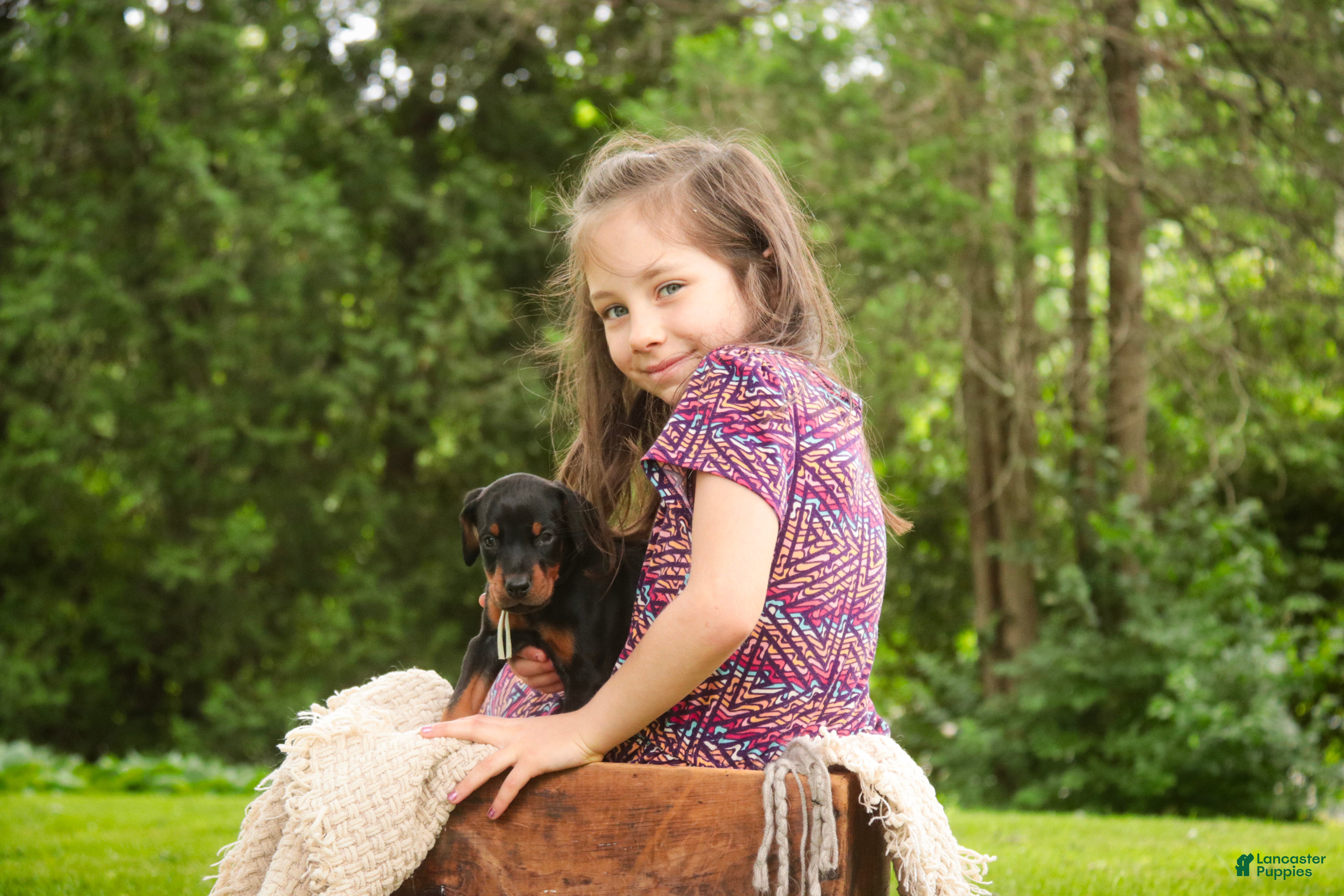 Doberman Pinscher dogs for sale: Reverie - Ad 7