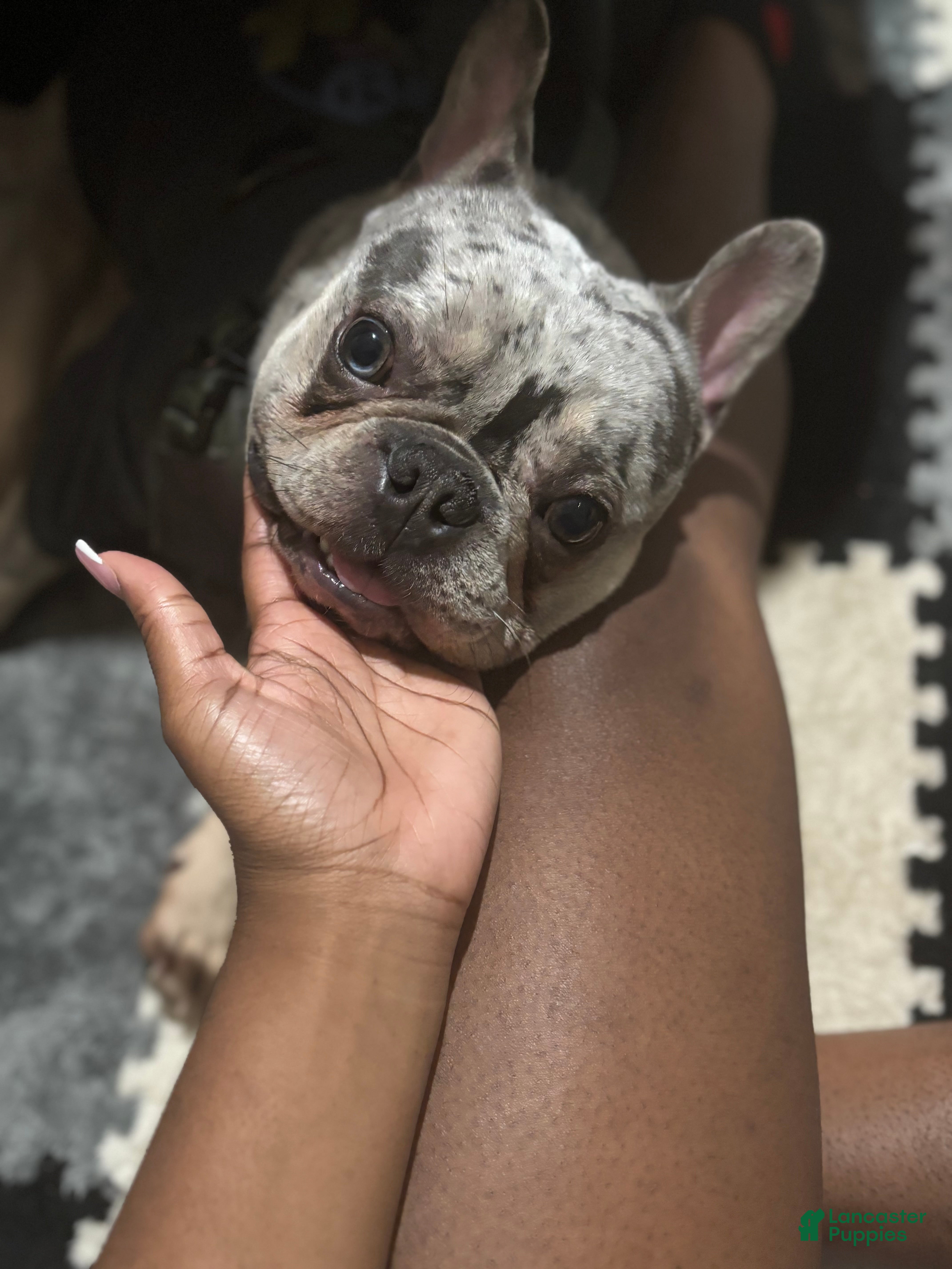 French Bulldog dogs Percy - Ad 24