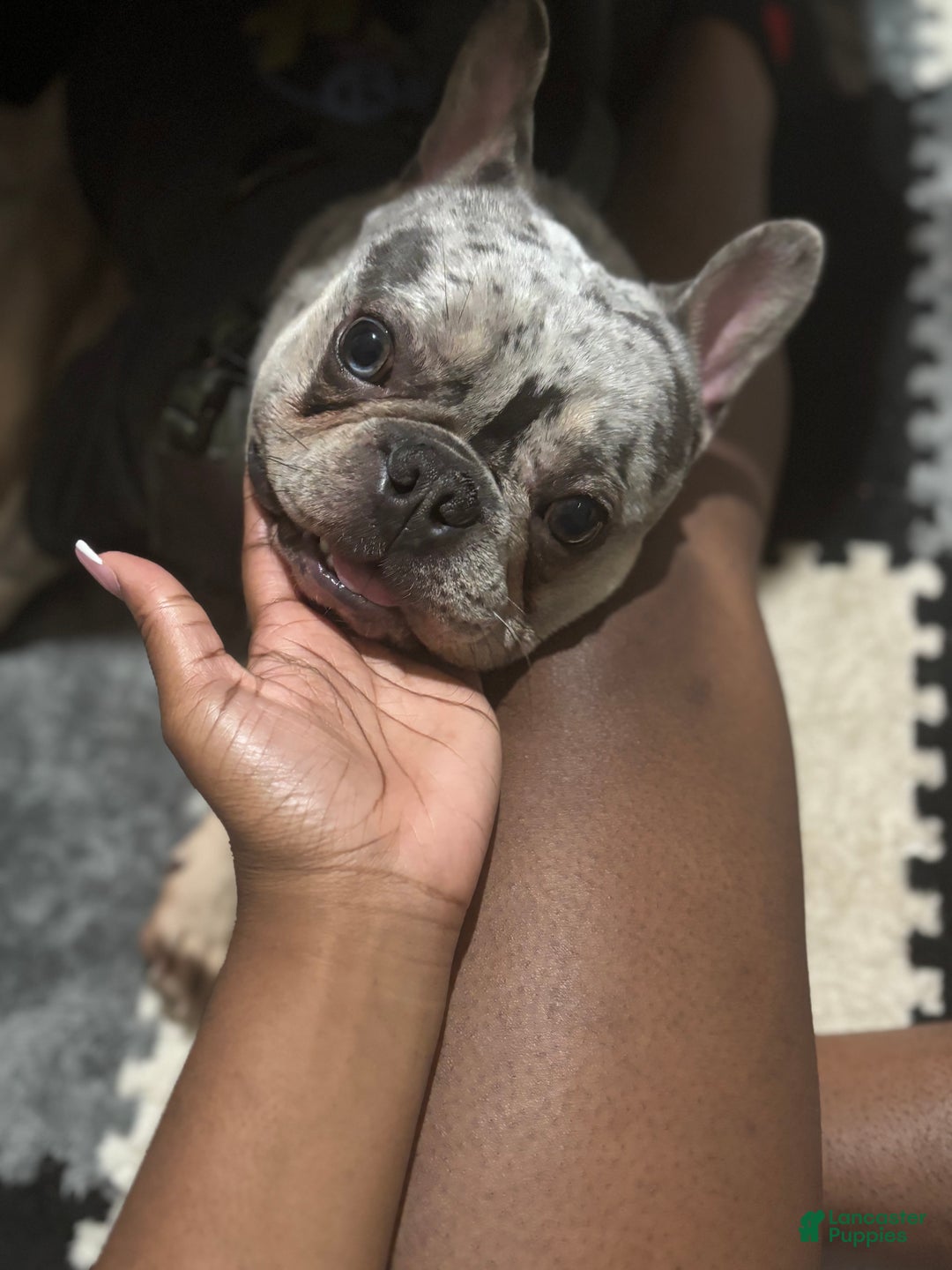 French Bulldog dogs for stud: Percy - Ad 1