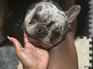 French Bulldog dogs Percy - Ad 1