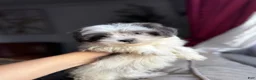 Shihpoo dogs for sale: Winston — The Adventurous Little Explorer - Ad 10