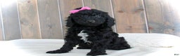 Mini Goldendoodle dogs for sale: Bella - Ad 18