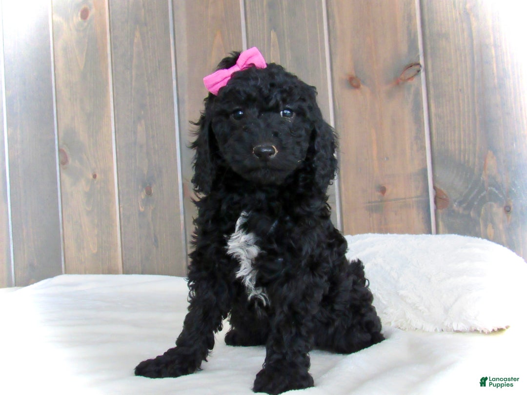 Mini Goldendoodle dogs for sale: Bella - Ad 18