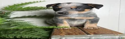 Australian Cattle Dog dogs for sale: Bodie - Ad 4