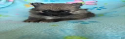 Pomeranian dogs for sale: Pomeranian 2 - Ad 2