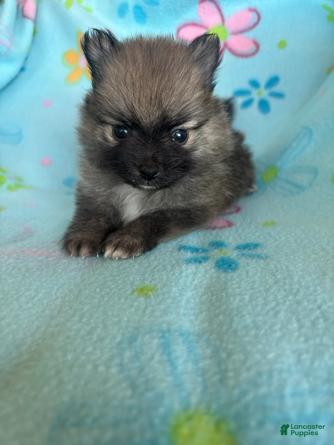 Pomeranian dogs for sale: Pomeranian 2 - Ad 2