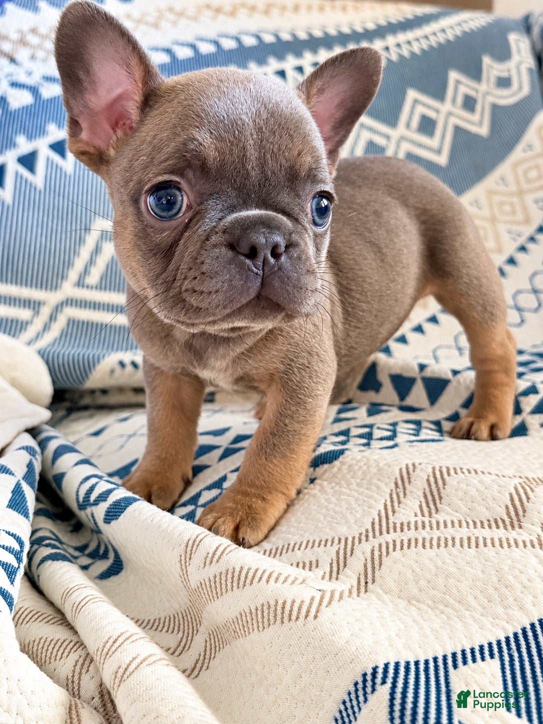 French Bulldog dogs for sale: Steph - Ad 19