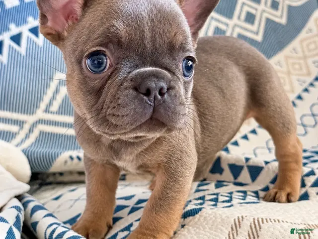 French Bulldog dogs for sale: Steph - Ad 19