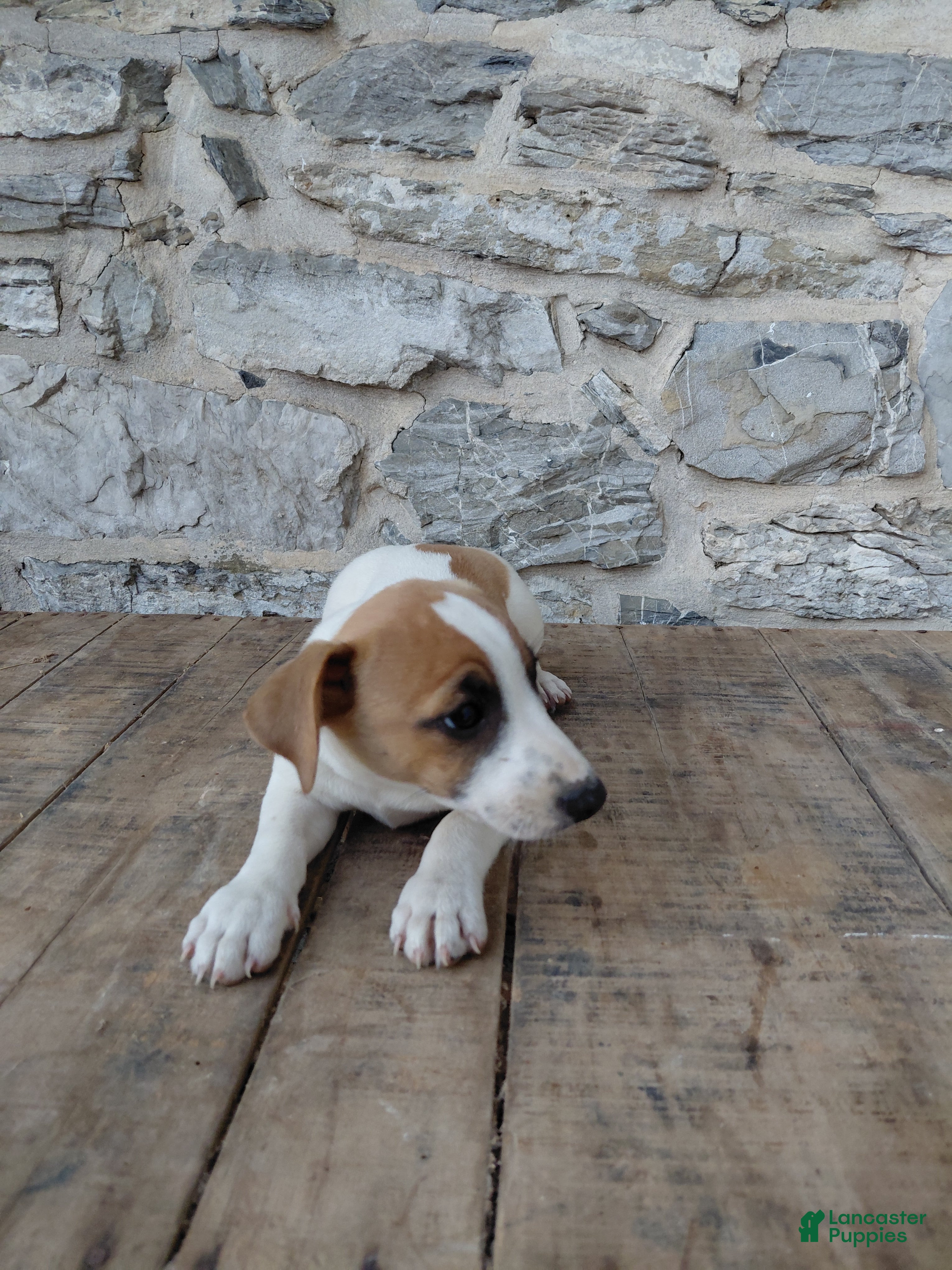 Jack Russell Terrier dogs Alec - Ad 1
