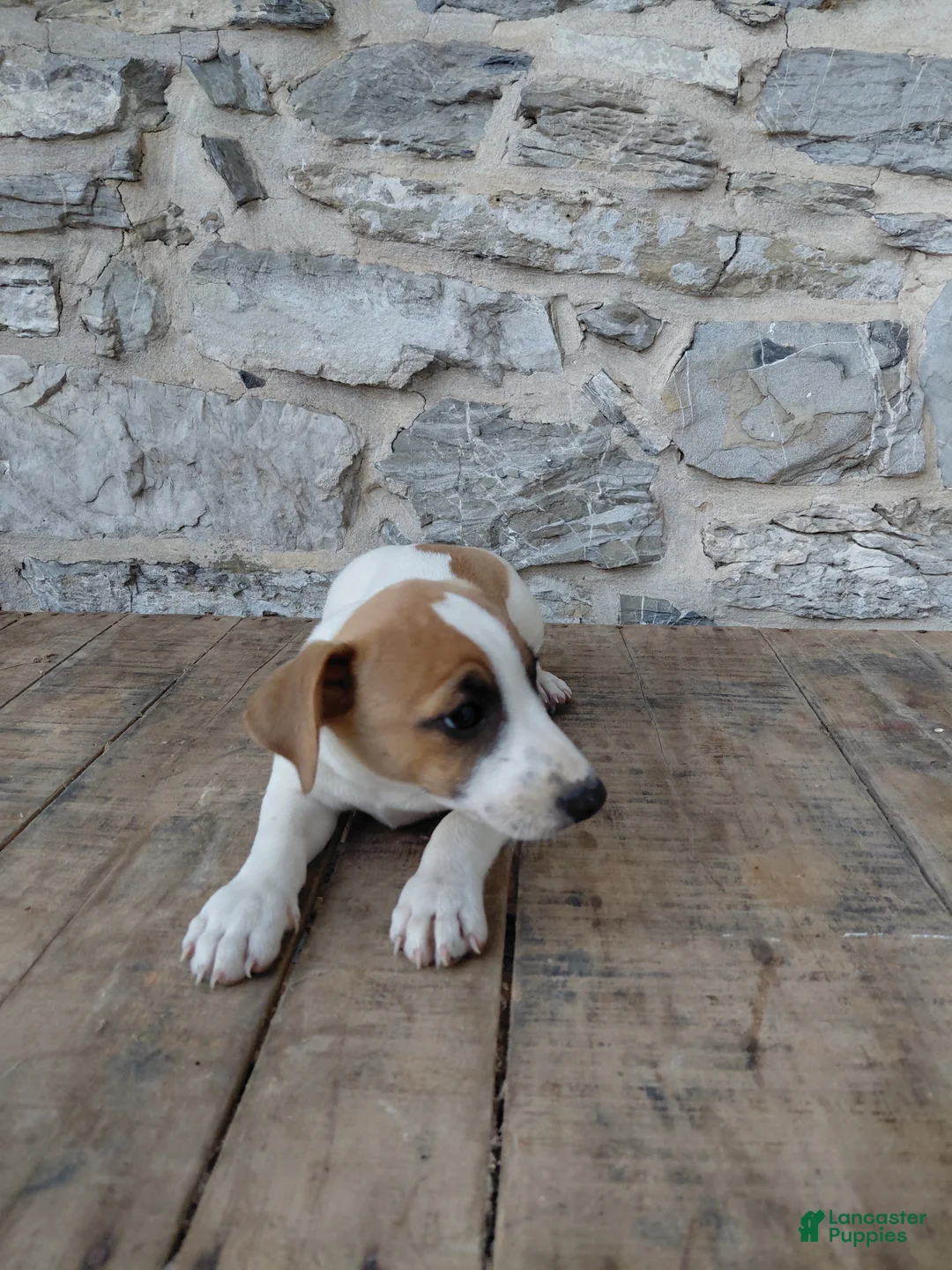 Jack Russell Terrier dogs for sale: Alec - Ad 1