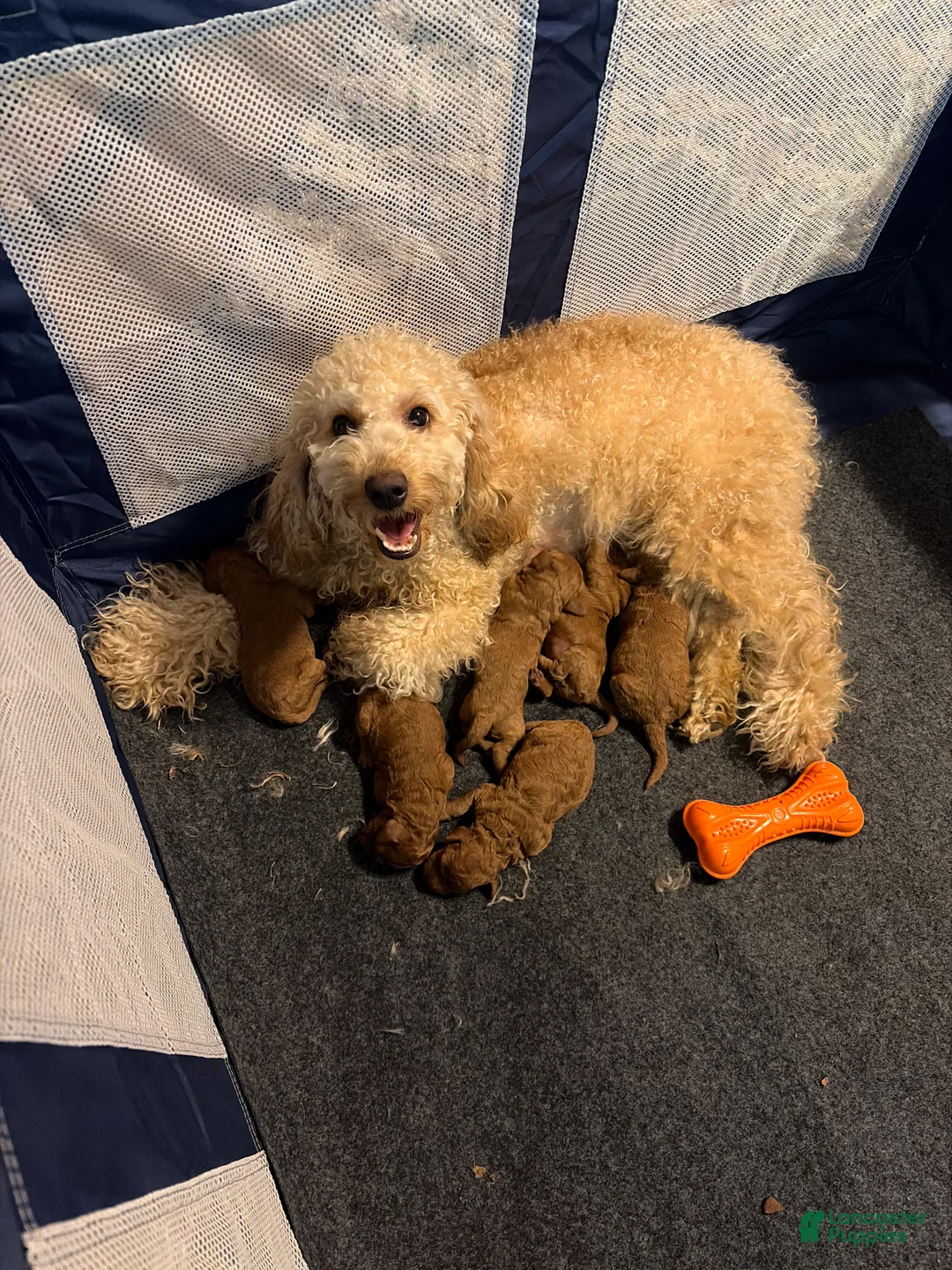 Mini Goldendoodle dogs for sale: Mini Goldendoodle Puppy 6 - Ad 2