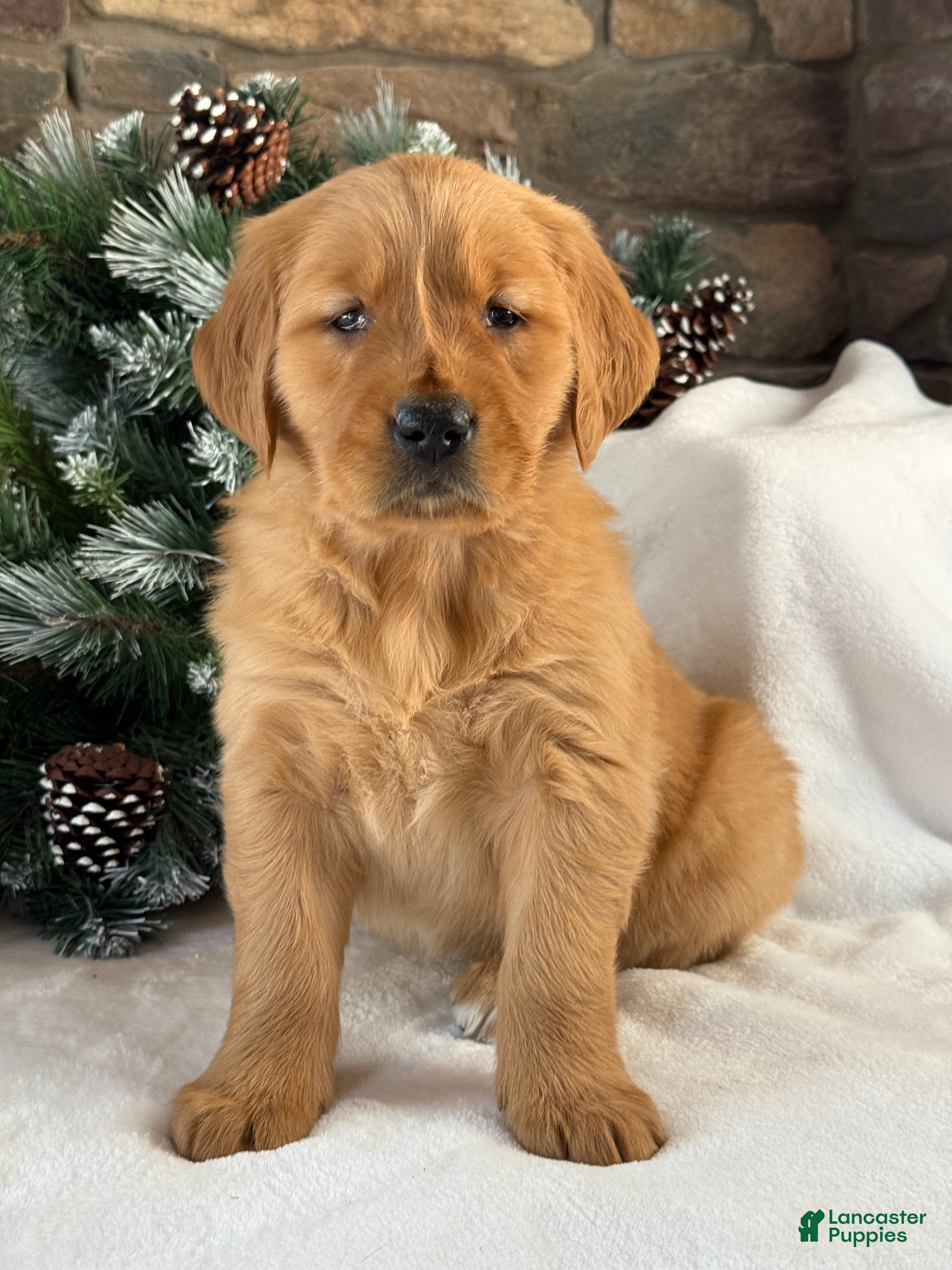 Golden Retriever dogs Malibu - Ad 17