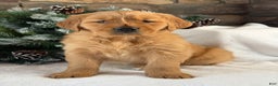 Golden Retriever dogs for sale: Malibu - Ad 1
