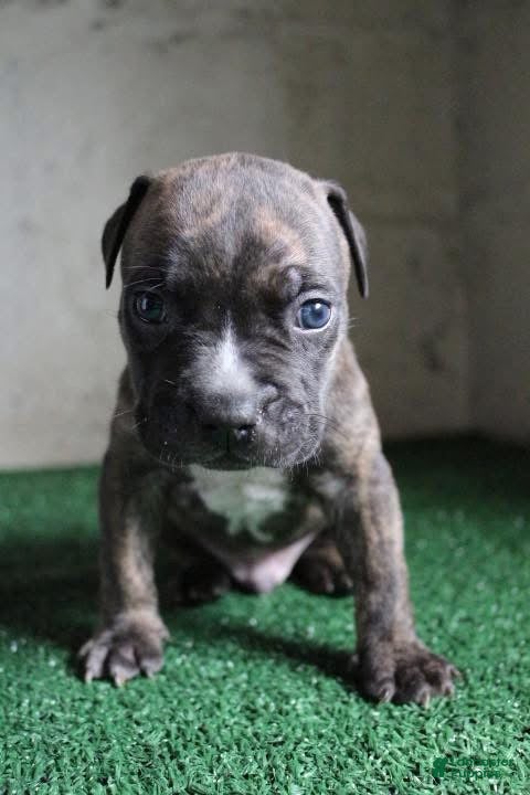 American Bulldog dogs Rocky - Ad 2