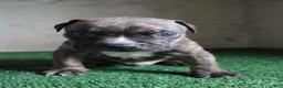 American Bulldog dogs for sale: Rocky - Ad 1