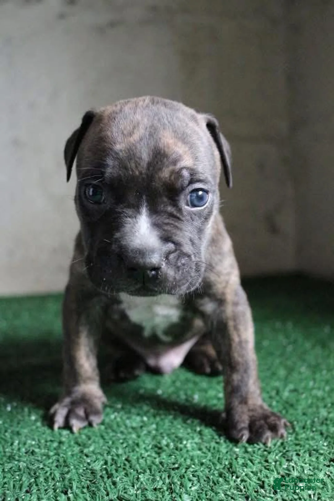 American Bulldog dogs for sale: Rocky - Ad 1