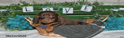 Miniature Dachshund dogs for sale: Jody - Ad 3