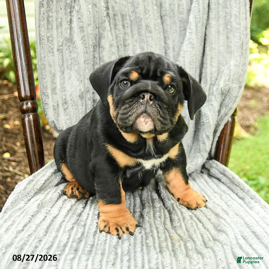 English Bulldog dogs for sale: Winston - Ad 2