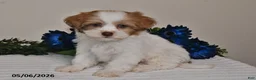 Shihpoo dogs for sale: Rhett - Ad 2
