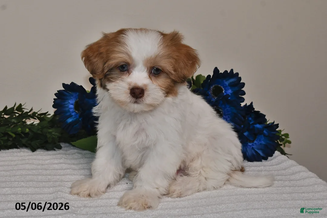 Shihpoo dogs for sale: Rhett - Ad 2