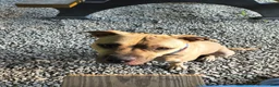 Mixed Breed dogs for sale: Kash - Ad 17