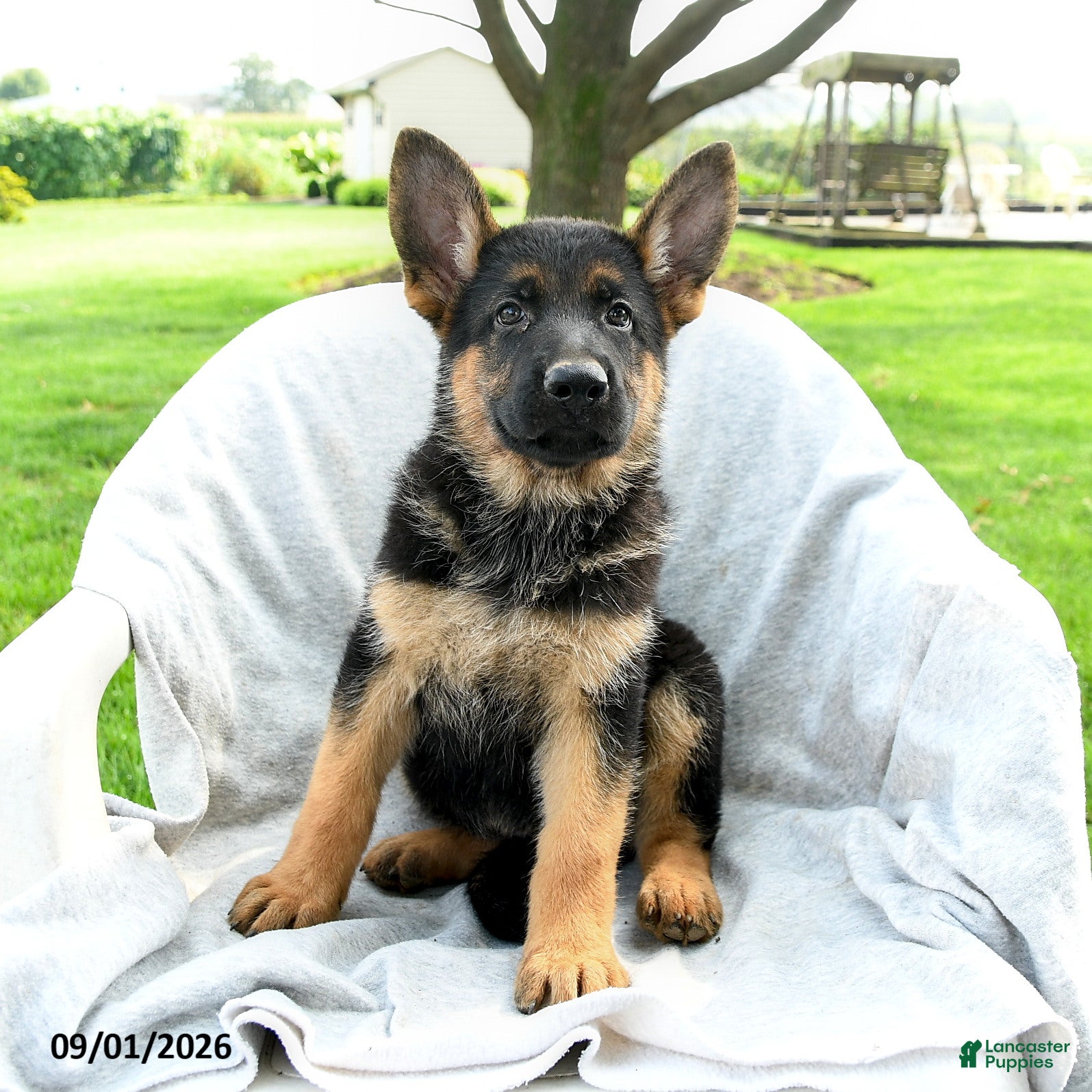 German Shepherd dogs Desi  - Ad 2