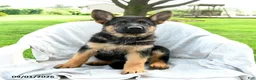 German Shepherd dogs for sale: Desi  - Ad 2