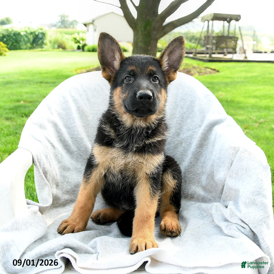 German Shepherd dogs for sale: Desi  - Ad 2