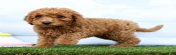 Mini Goldendoodle dogs for sale: Frankie - Ad 4