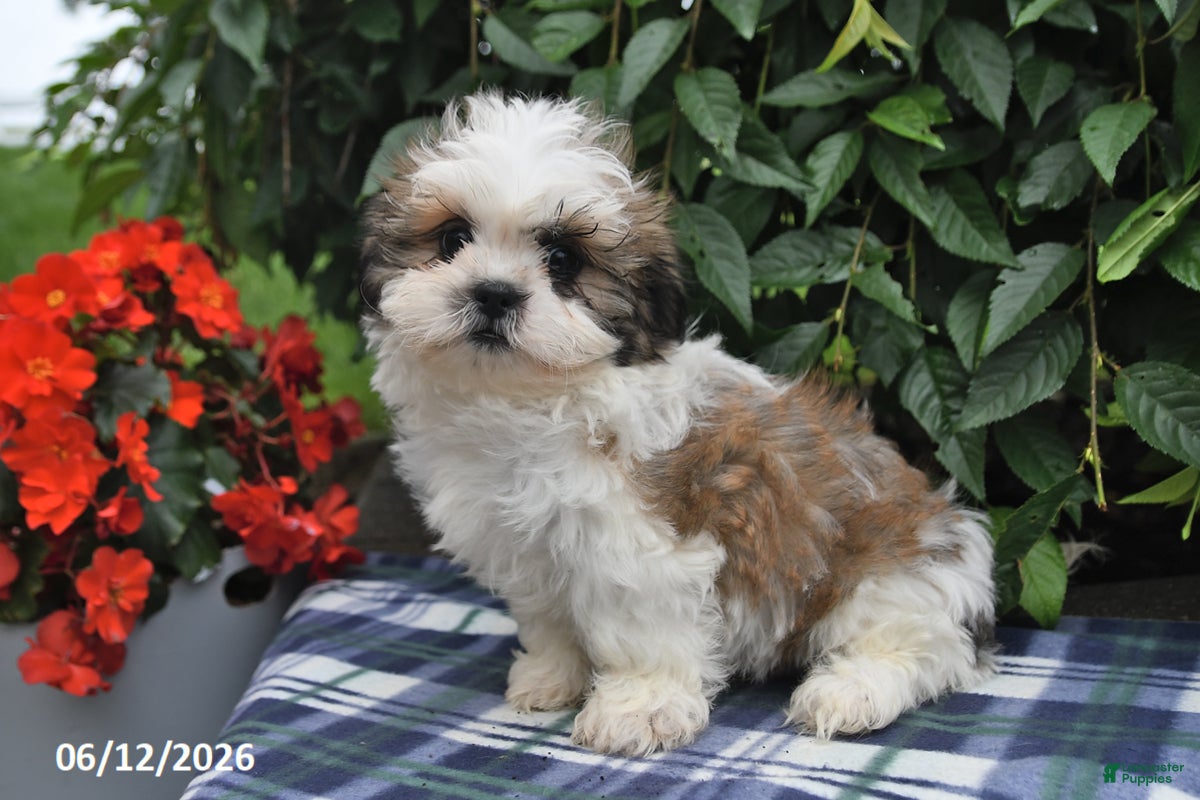 Shih Tzu dogs Kevin - Ad 1