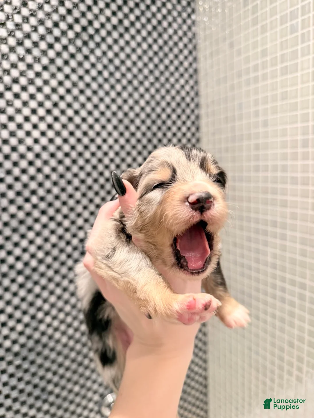 Australian Shepherd dogs for sale: Chanel - Ad 3