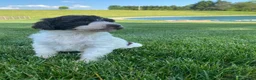 Labradoodle dogs for sale: F1bb Millie - Ad 1