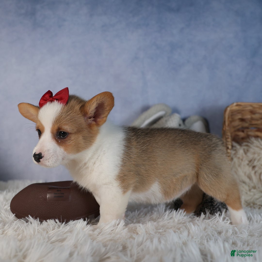 Welsh Corgi Pembroke dogs for sale: Dolly - Ad 7