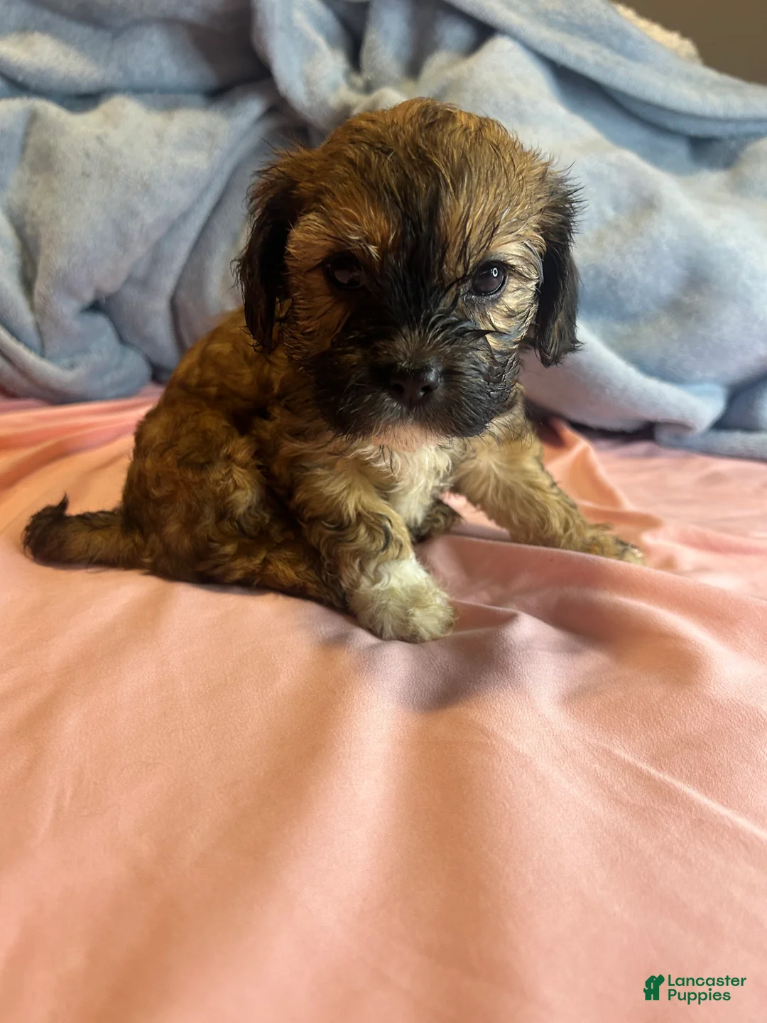 Teddy Bear dogs for sale: Lily  - Ad 9