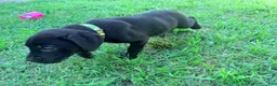 Cane Corso dogs for sale: Dean AKC green collar - Ad 12