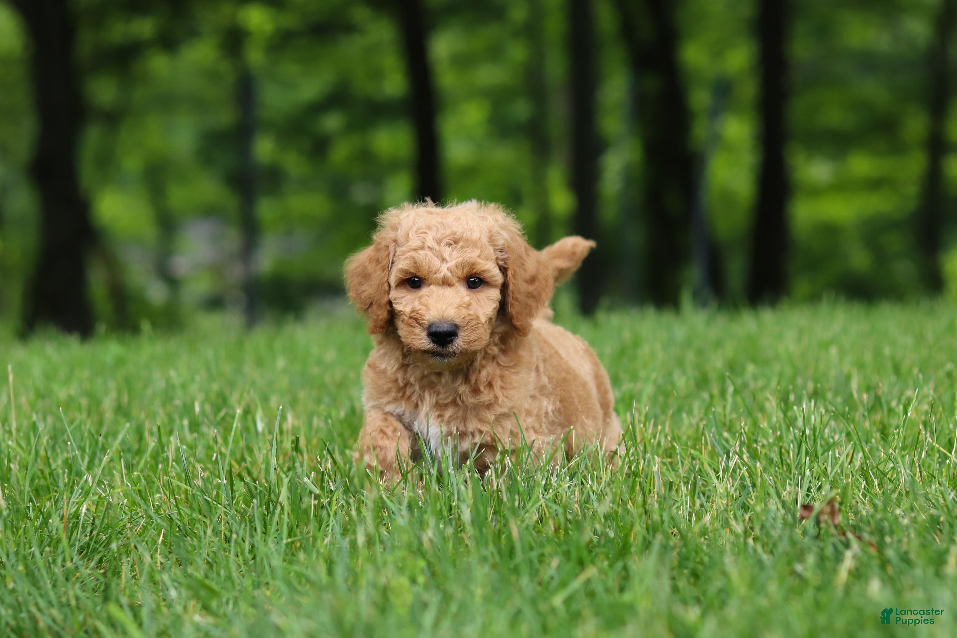 Standard Poodle dogs Leo - Ad 2