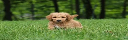 Standard Poodle dogs for sale: Leo - Ad 2