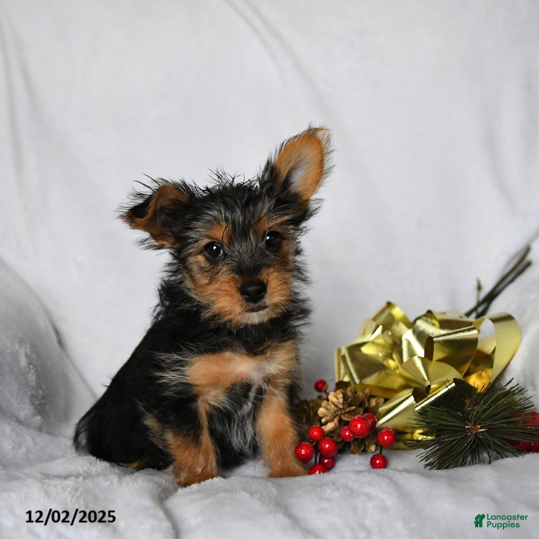 Yorkshire Terrier dogs for sale: Cookie - Ad 4