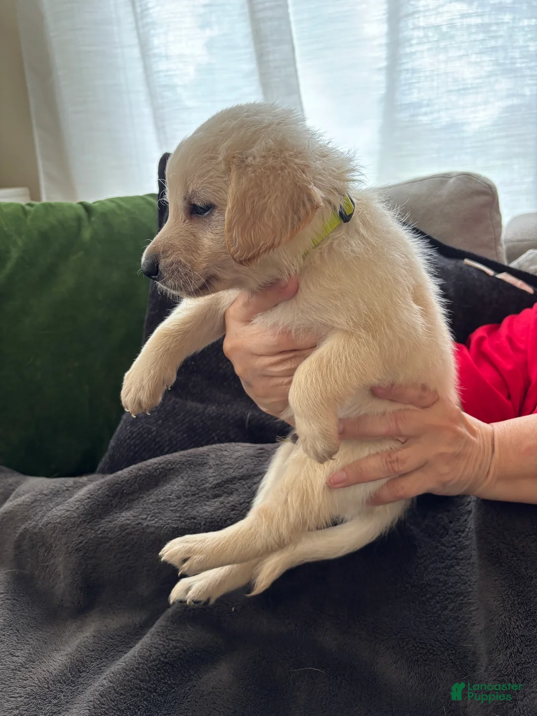 Mixed Breed dogs for sale: Yellow/Green Collar - Ad 2