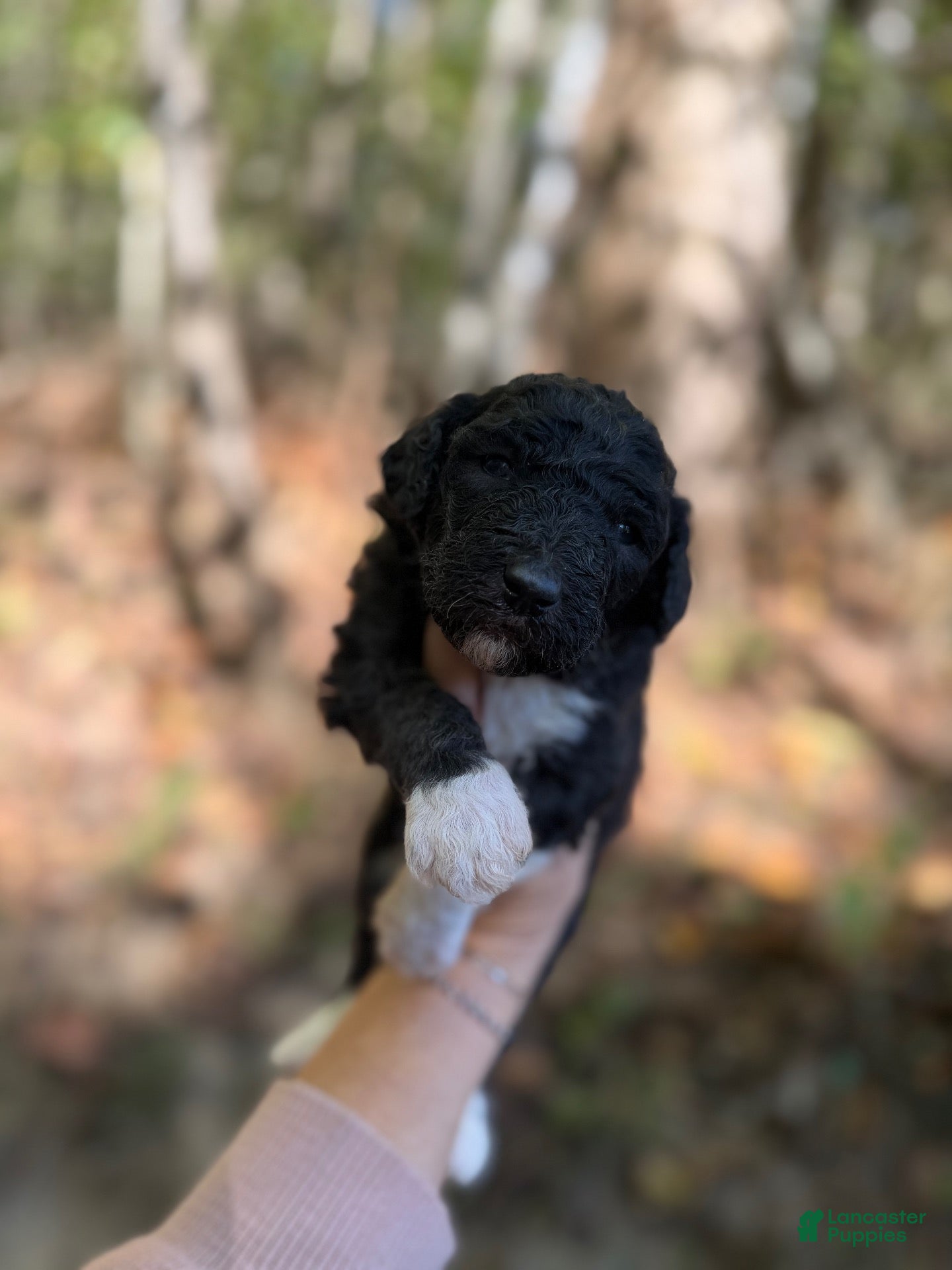 Aussiedoodle dogs for sale: Aussiedoodle 3 - Ad 30