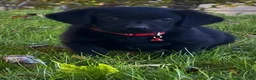Labrador Retriever dogs for sale: Labrador Retriever 1 - Ad 10