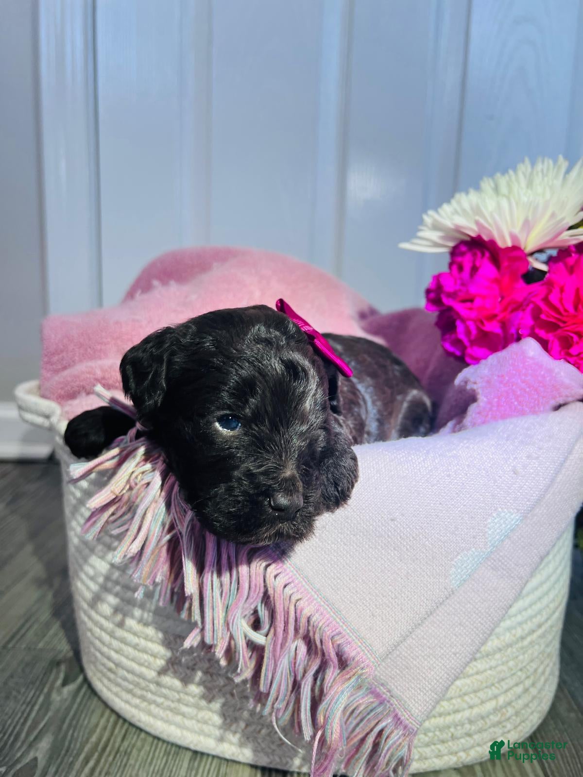 Miniature Poodle dogs Miniature Poodle Puppy 6 - Ad 8