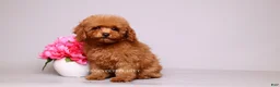 Toy Poodle dogs for sale: Francisca teddy bear dream  - Ad 8